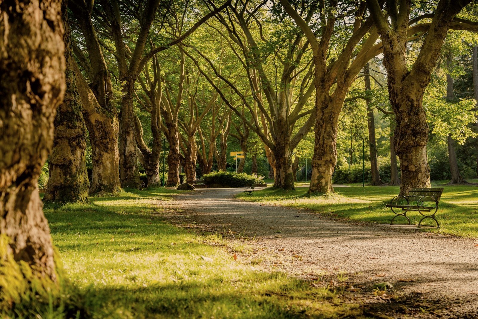 Golden light through a plane-tree avenue in a London park — chauffeur hire for weddings and celebrations